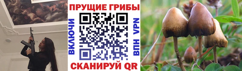 Галлюциногенные грибы прущие грибы  Лодейное Поле 
